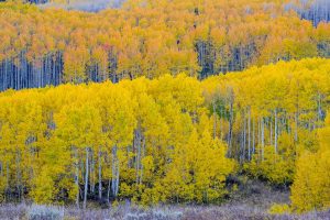 Fall Aspens