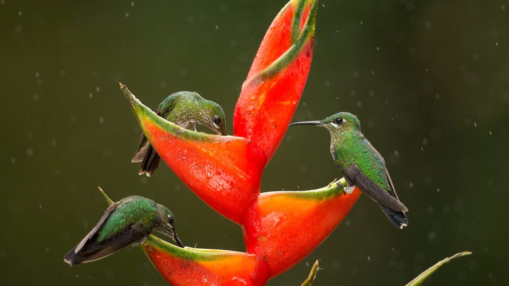 Green Crowned