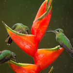 Green Crowned