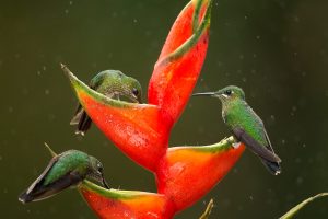 Green Crowned