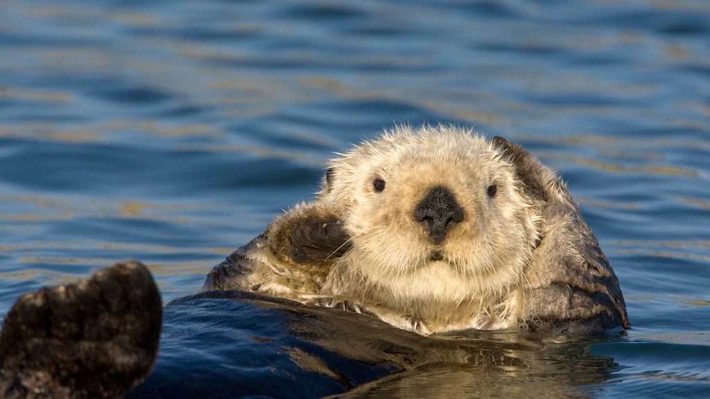 Grooming Otter