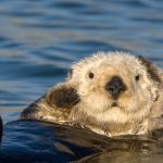 Grooming Otter