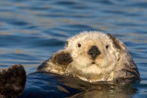 Grooming Otter