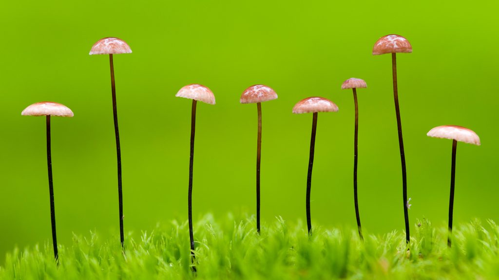 Horse Hair Shroom