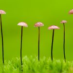 Horse Hair Shroom