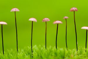 Horse Hair Shroom