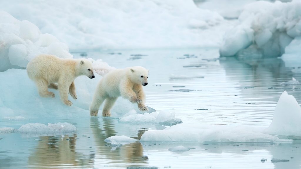 Icy Cubs