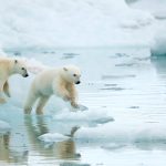 Icy Cubs