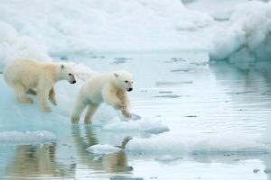 Icy Cubs