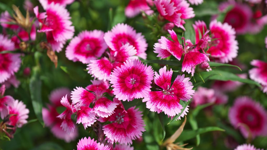 Japan7 Flower2026