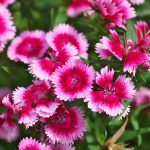 Japan7 Flower2026