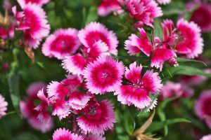 Japan7 Flower 2026