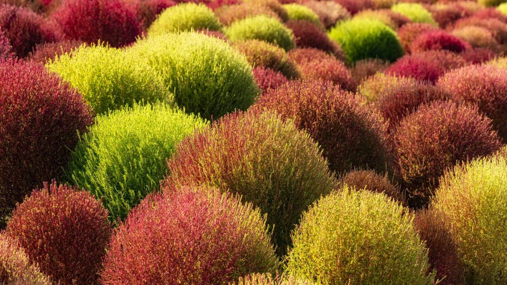 Kochia China