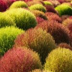 Kochia China