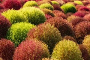 Kochia China