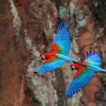 Red Macaws Flight