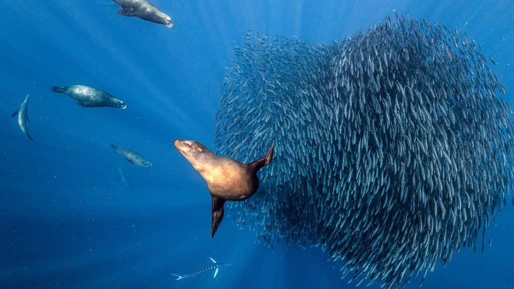 Sardine Bait
