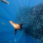 Sardine Bait