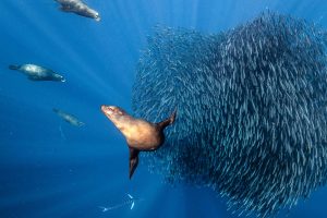Sardine Bait