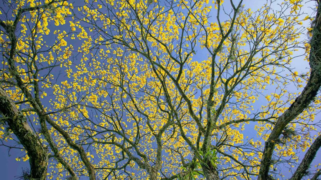 Spring Tree