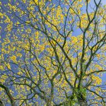 Spring Tree