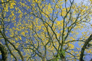 Spring Tree