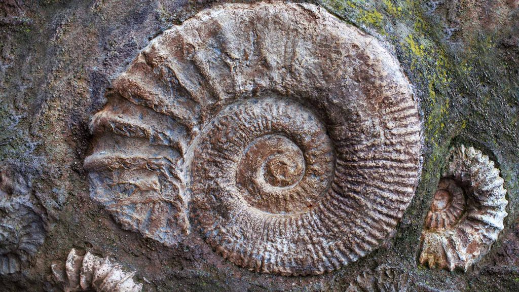 Ammonite Fossils