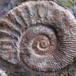 Ammonite Fossils