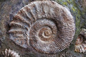 Ammonite Fossils