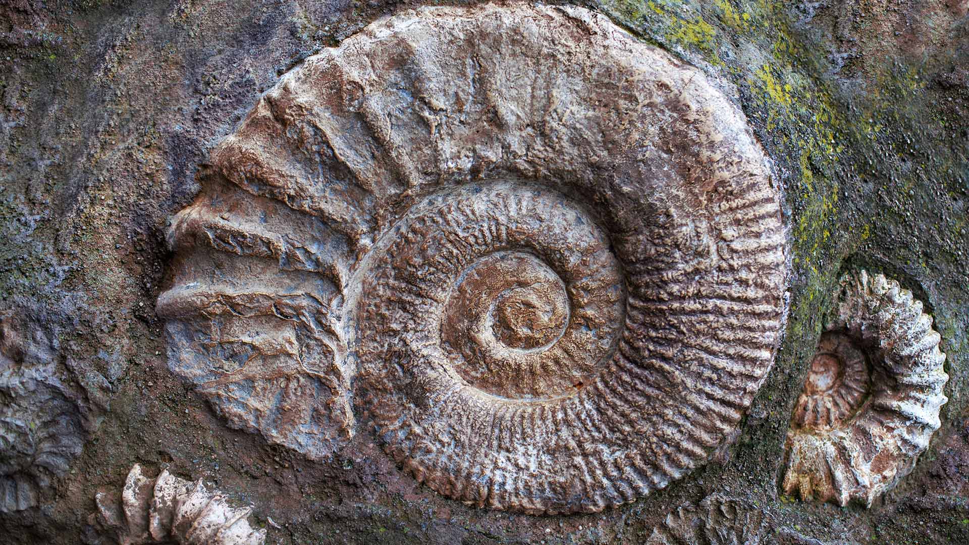 Ammonite Fossils
