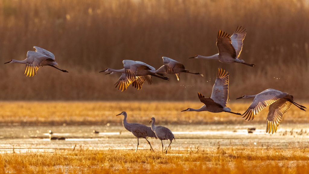 Autumn Cranes