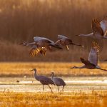 Autumn Cranes