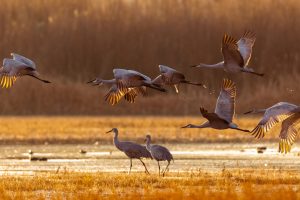 Autumn Cranes