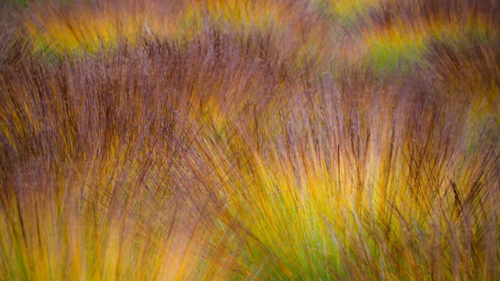 Autumn Peat Bog