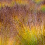 Autumn Peat Bog