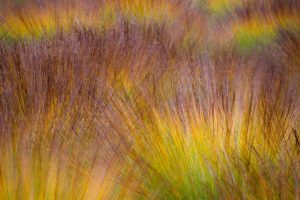 Autumn Peat Bog