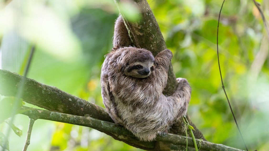 Brown Sloth
