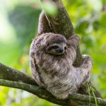 Brown Sloth