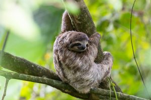 Brown Sloth