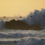 Cormorants Flight
