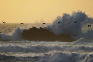 Cormorants Flight