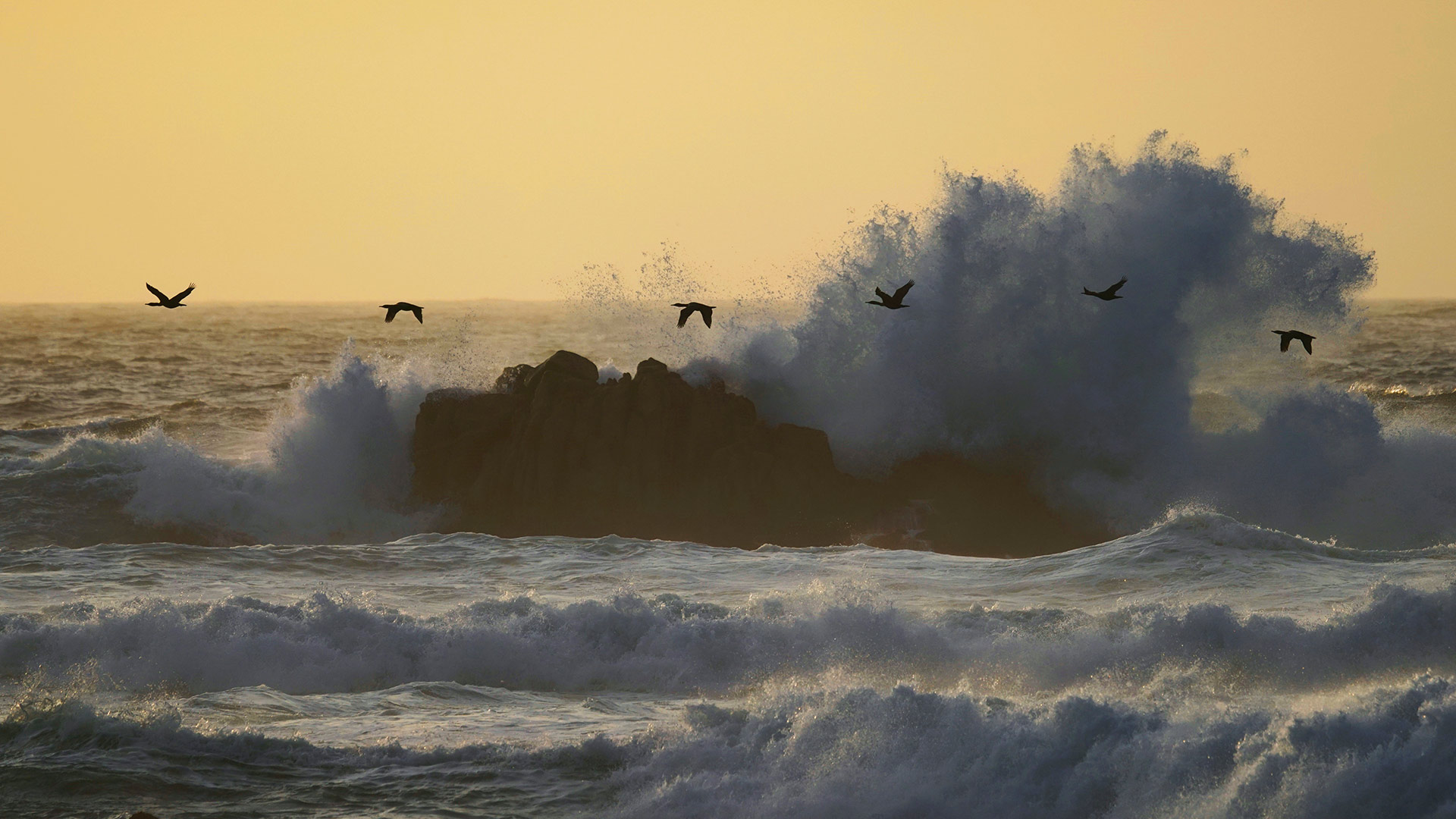 Cormorants Flight