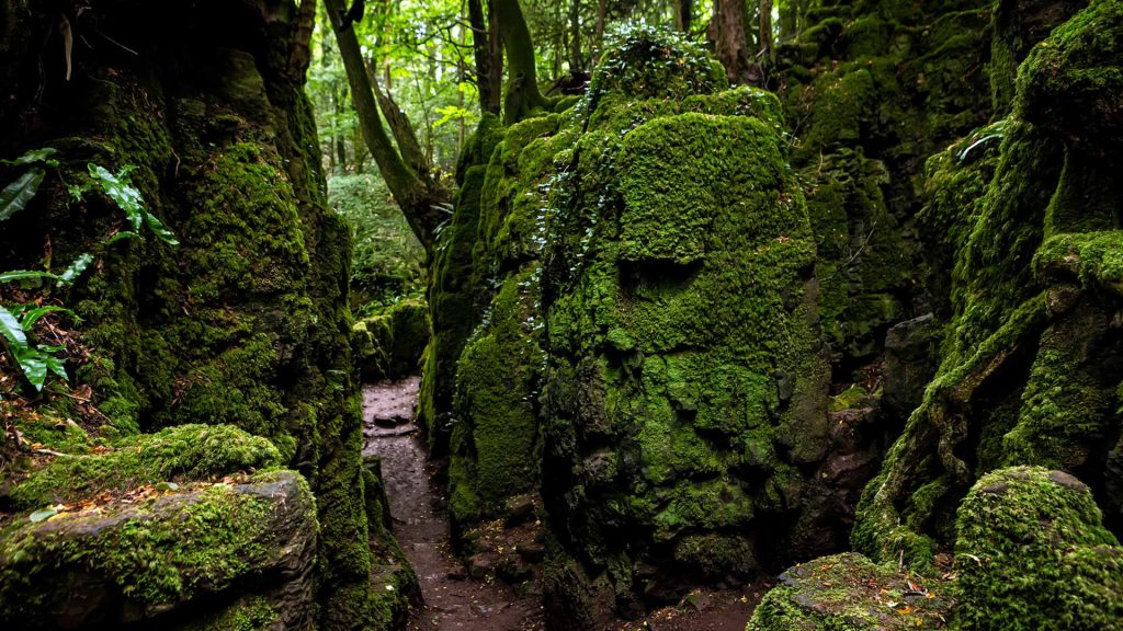 Forestof Dean