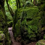 Forestof Dean