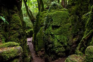 Forestof Dean