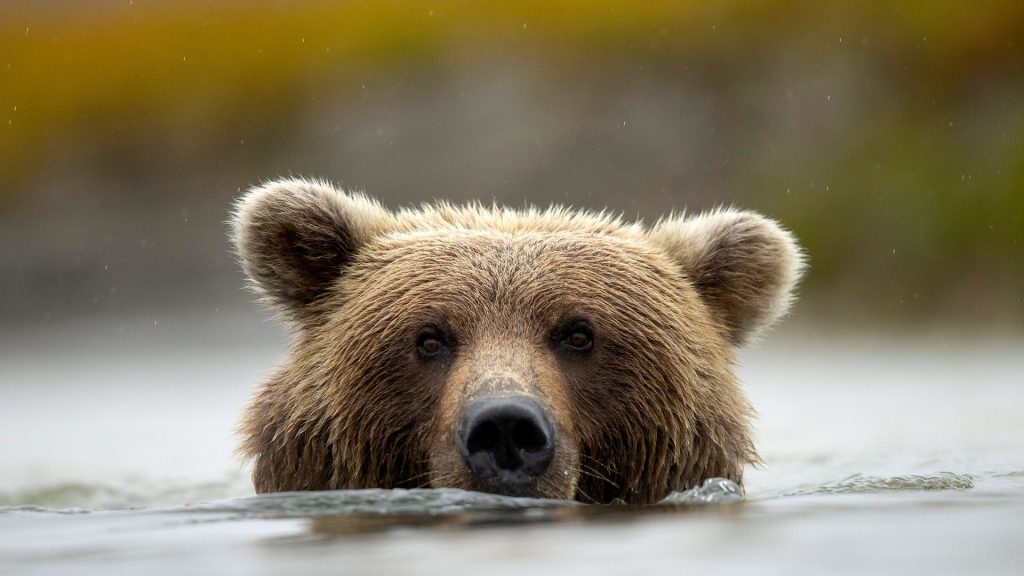 Grizzly Swim