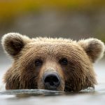 Grizzly Swim