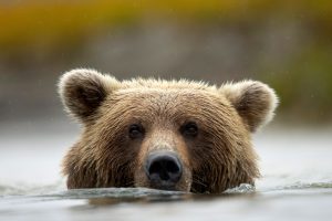 Grizzly Swim