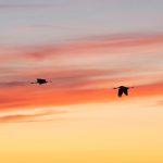 Grues Der