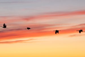 Grues Der